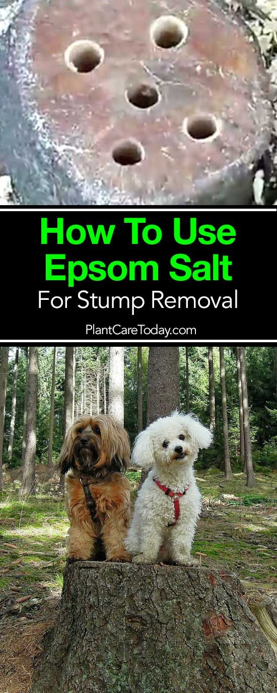 how to use epsom salt for stump removal with pictures and text overlay that reads, how to use epsom salt for stump removal