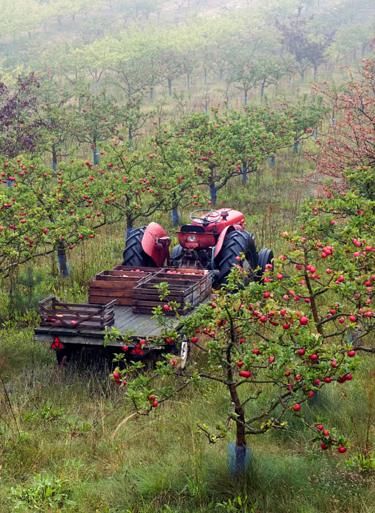 an old red tractor is parked in the apple orchard with apples on it's back