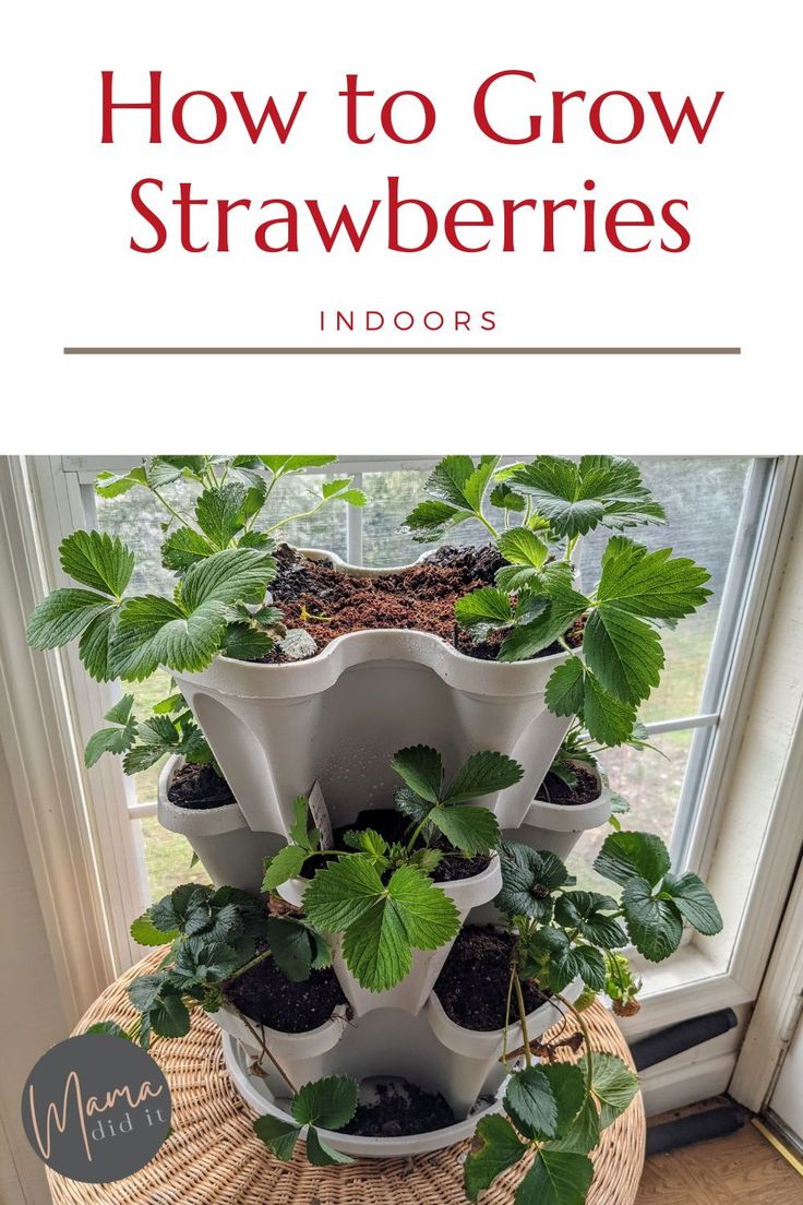 a tower planter filled with potted plants on top of a window sill