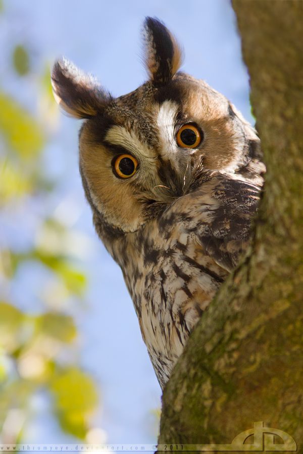 an owl is perched on the branch of a tree and looking up at the camera