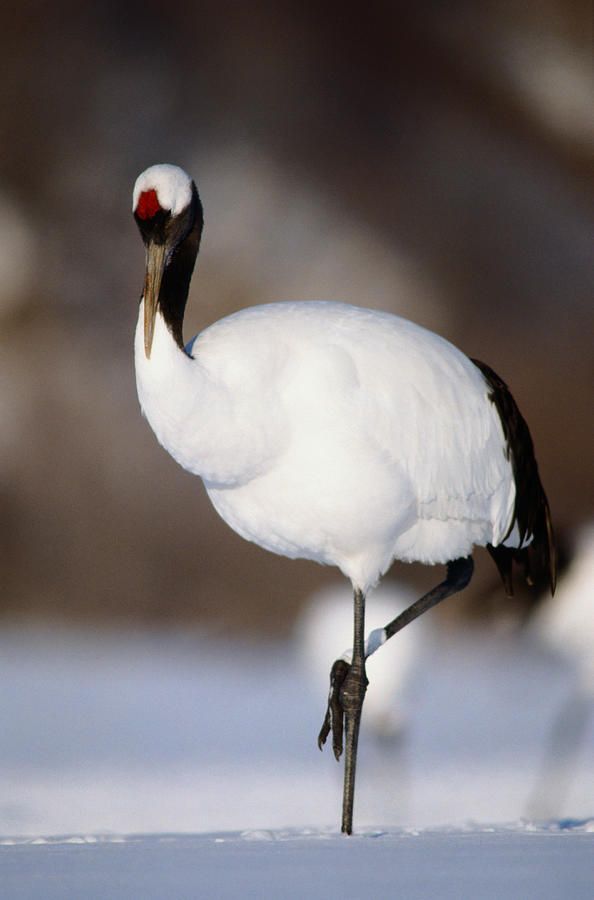 a white and black bird standing in the snow with its head turned to the side