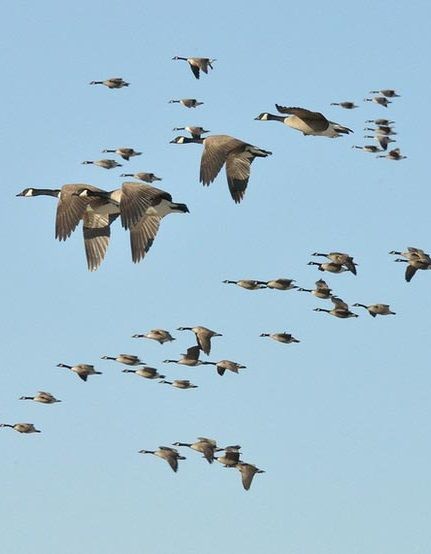 a flock of birds flying through a blue sky