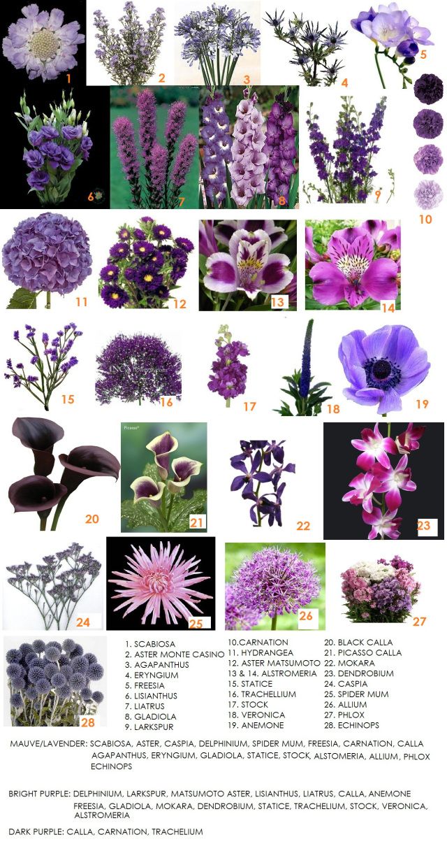 purple flowers and their names are shown in the pictures, with numbers on each side