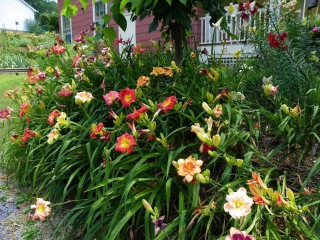 many different colored flowers in front of a house