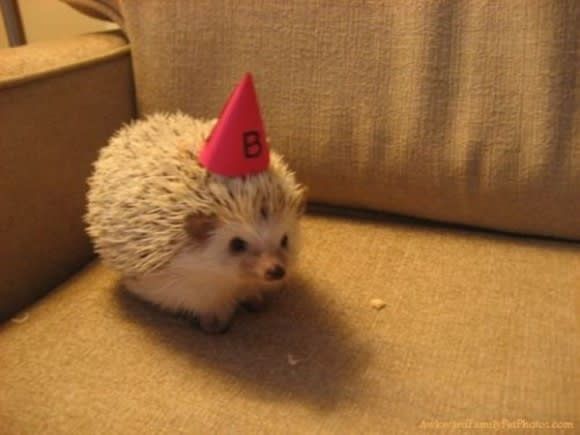 a hedgehog wearing a birthday hat sitting on a couch