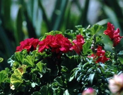 a potted plant with red flowers and green leaves in the foreground, blurry background