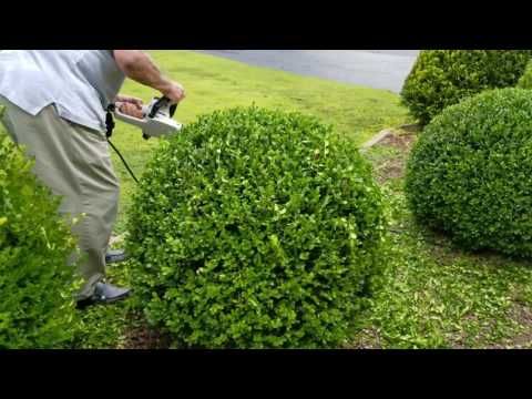 a man is trimming the bushes with a hedge blower in front of him