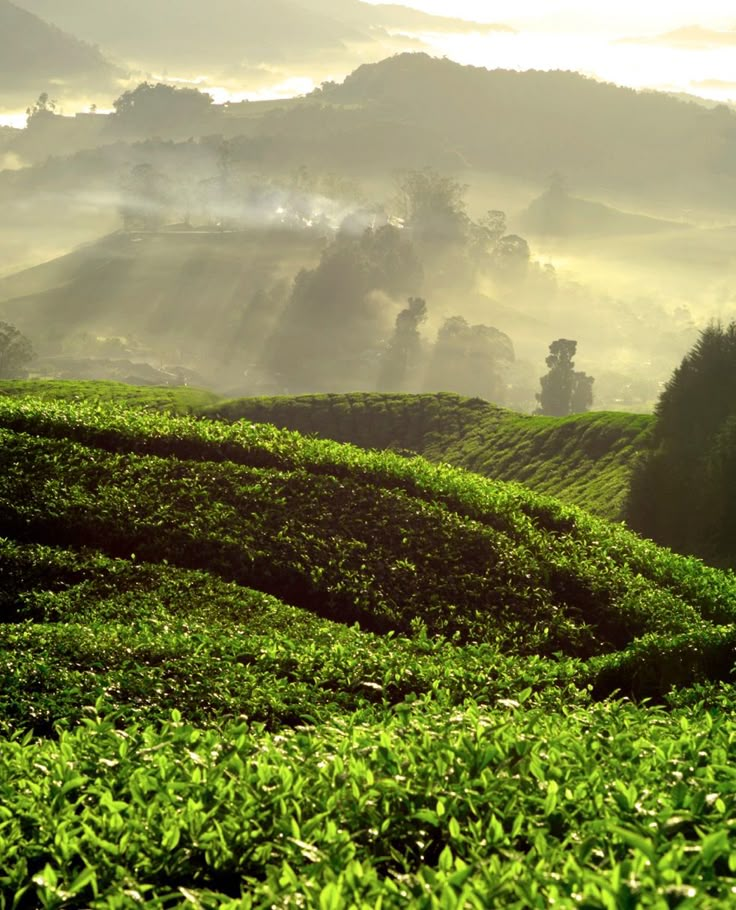 a person sitting on top of a lush green hill covered in trees and bushes,