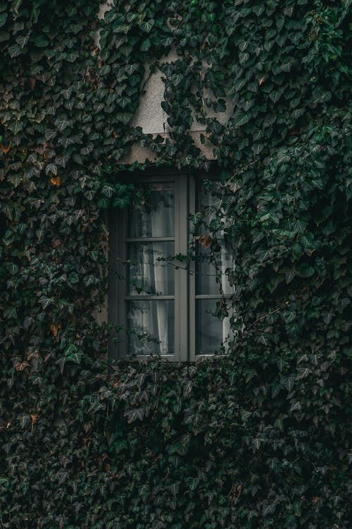 an old window covered in green ivy