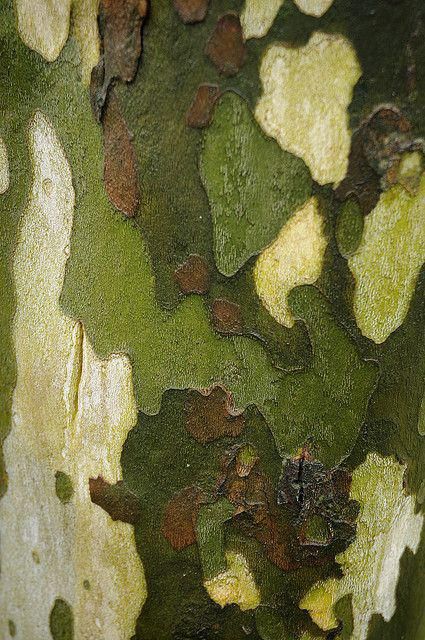 the bark of a tree is green and brown