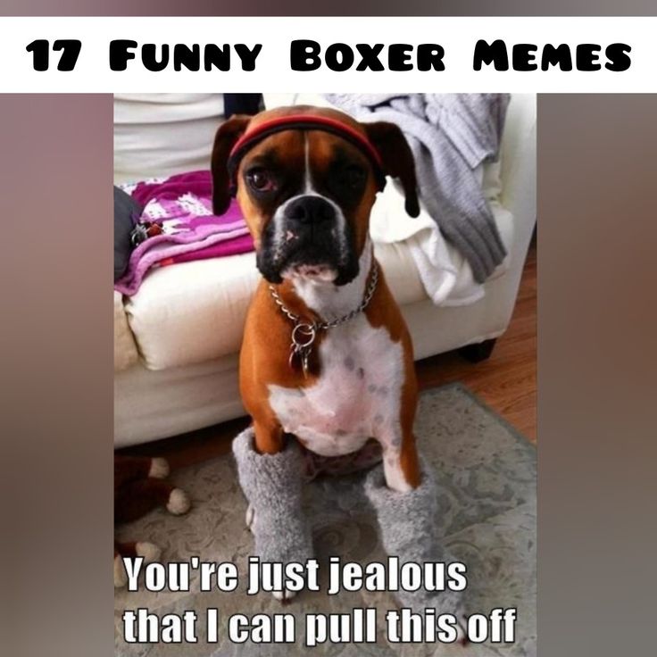 a brown and white dog sitting on top of a rug next to a couch with the caption, funny boxer memes you're just jellous that i can pull this off