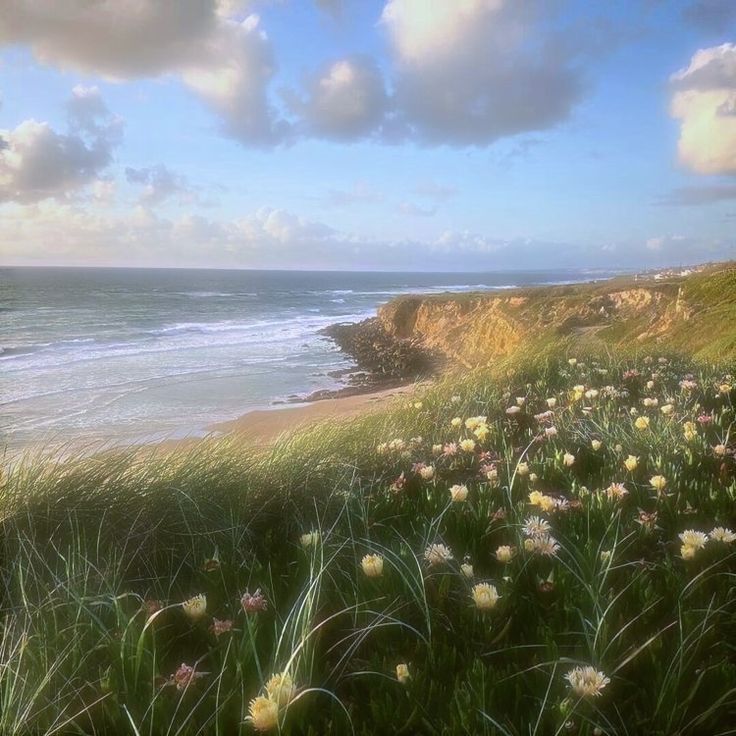 the beach is full of flowers and grass