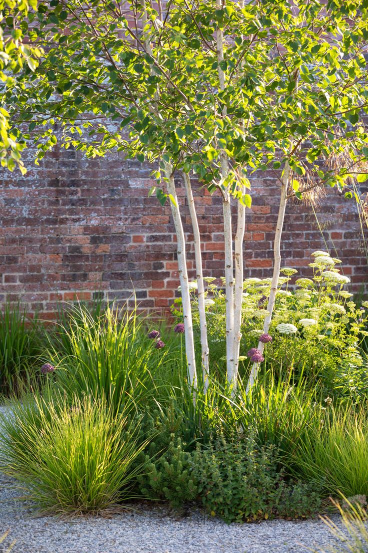 a brick wall and some trees in the middle of a gravel area with grass growing around it