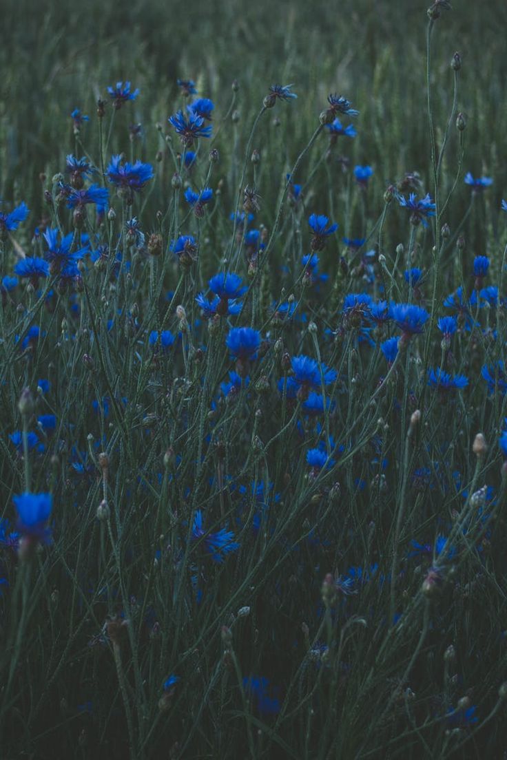 some blue flowers are growing in the grass