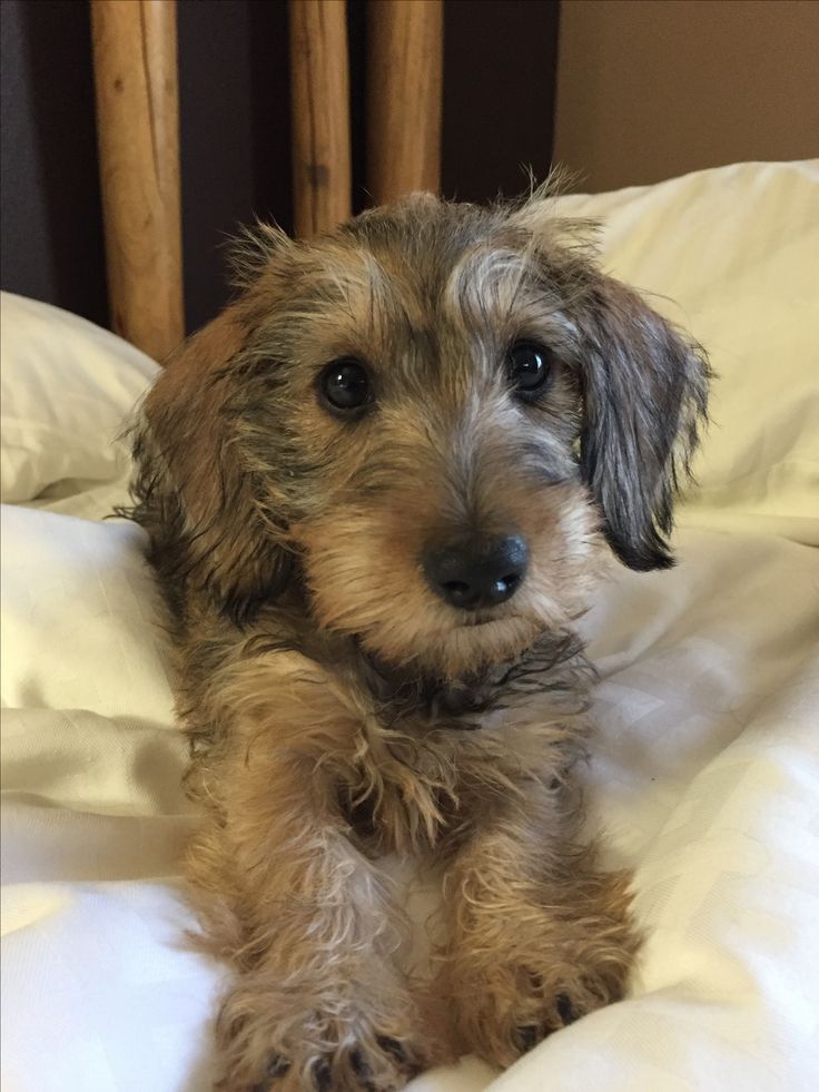 a small brown dog laying on top of a bed