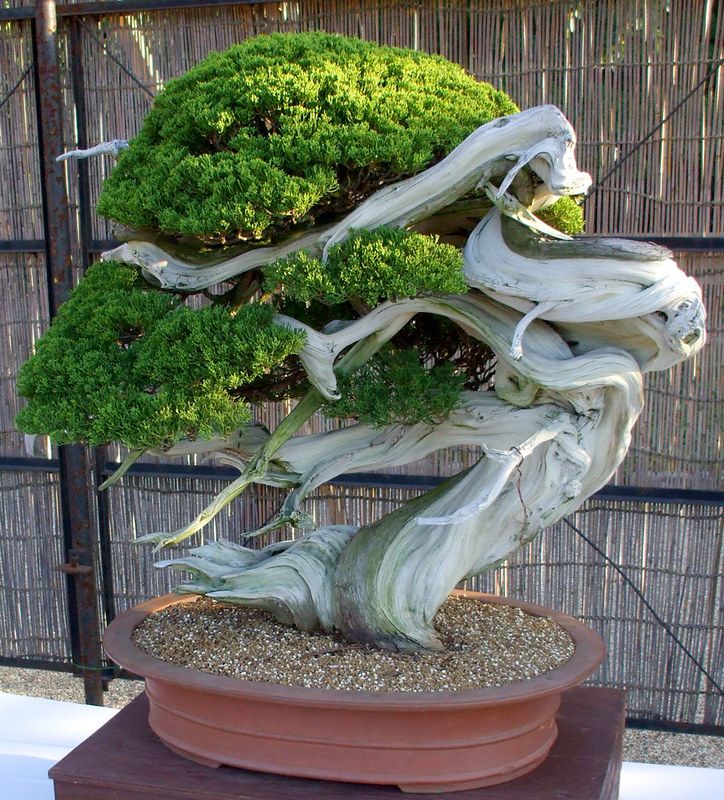 a bonsai tree in a potted planter