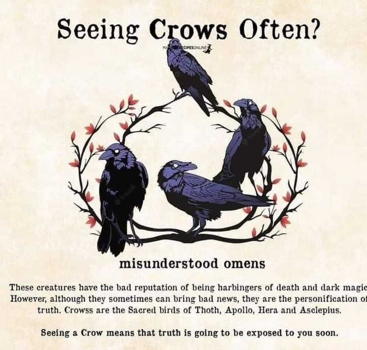 an image of some crows on a branch with the caption'seeing crows often? '