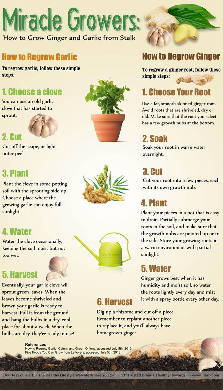 an info sheet describing how to grow and care for your garden