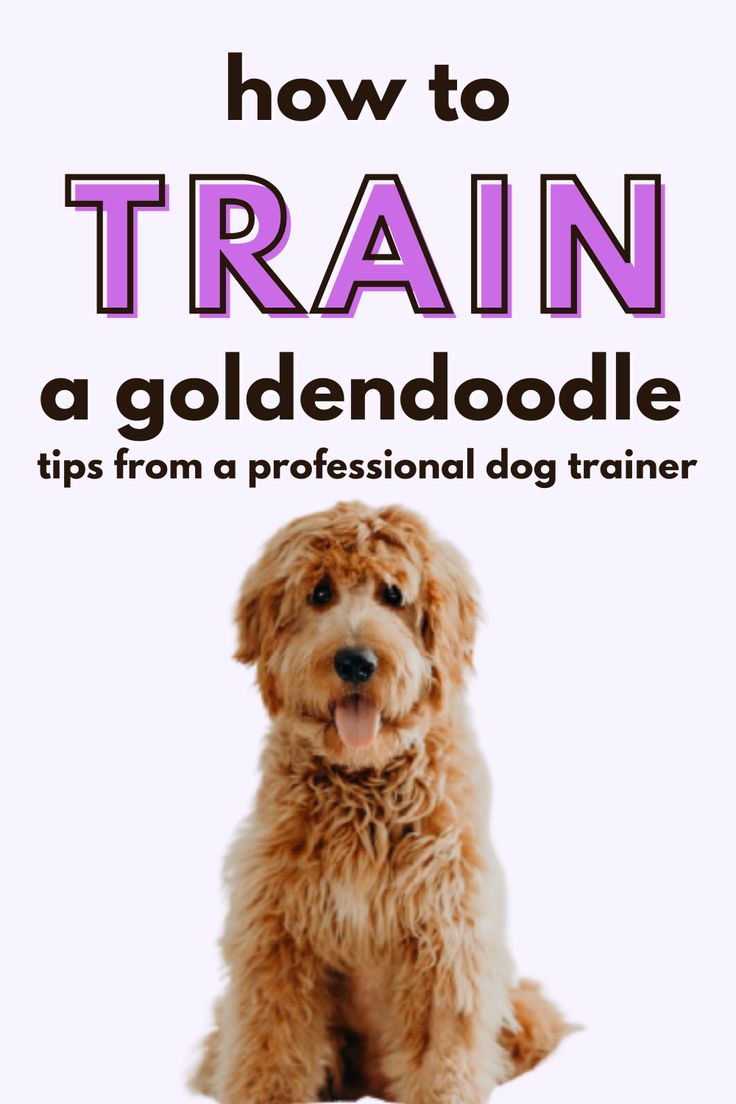 a brown dog sitting on top of a white floor with the title how to train a goldendoodle