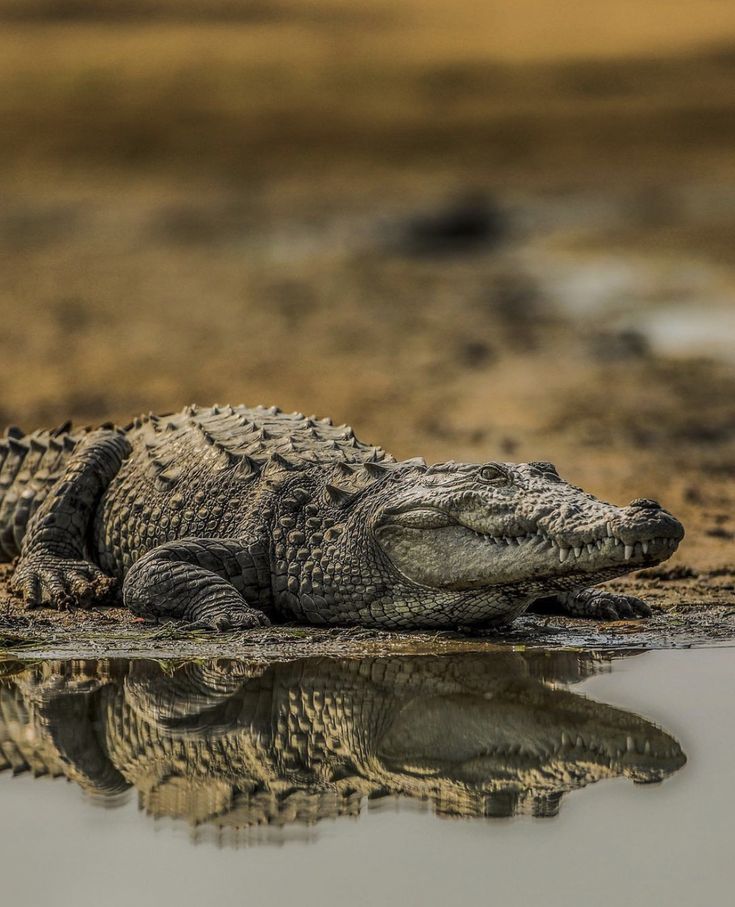 an alligator is laying on the ground next to some water and mud, with its head resting on it's side