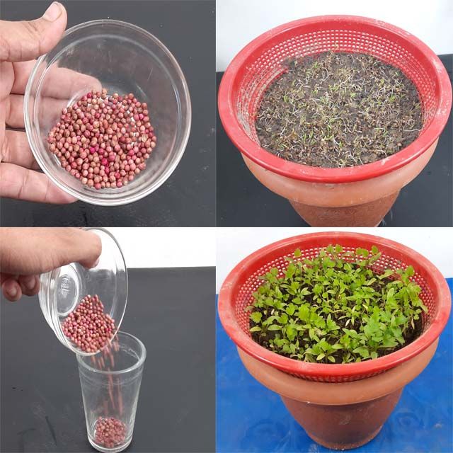 four pictures showing different stages of growing plants in plastic cups and on the same planter