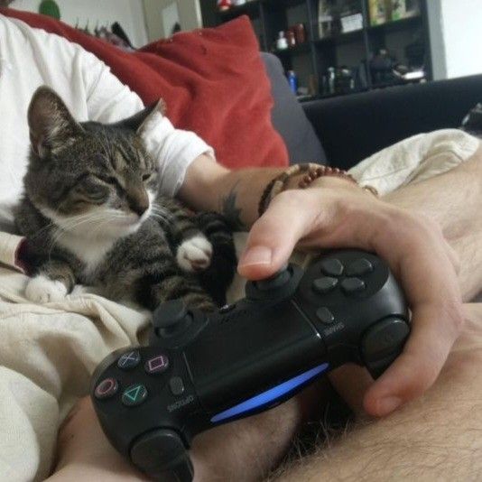 a cat sitting on top of a man's lap holding a video game controller