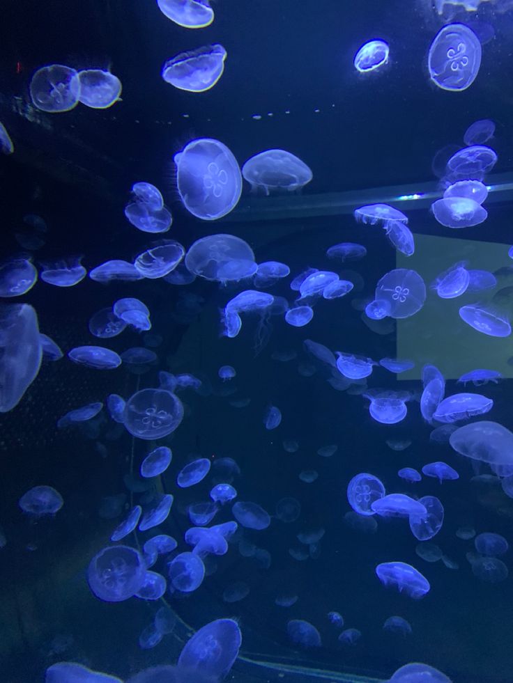 many blue jellyfish swimming in an aquarium