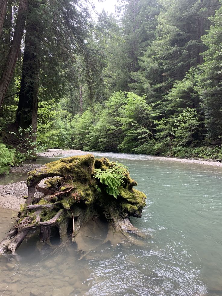 a tree stump in the middle of a river surrounded by trees and rocks with moss growing on it