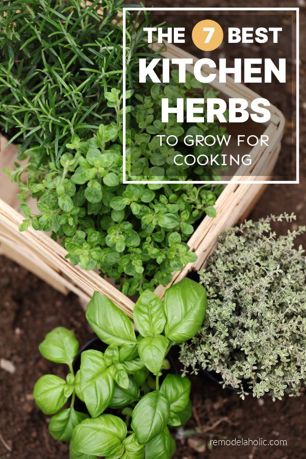 the 7 best kitchen herbs to grow for cooking