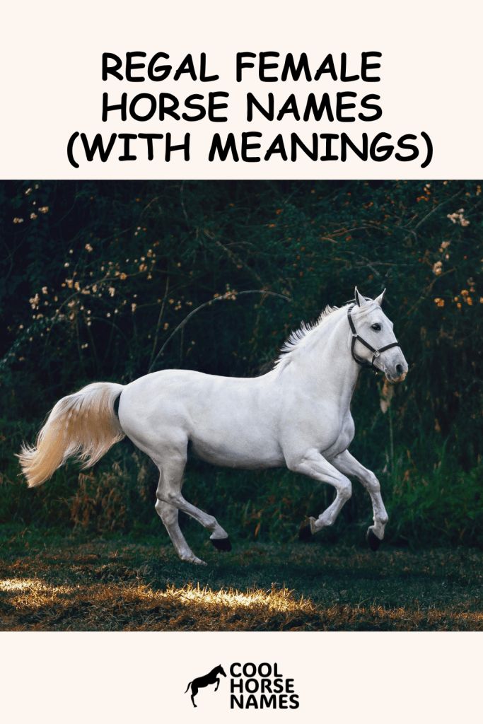 a white horse running in the grass with trees behind it and text that reads regal female horse names with meaningss