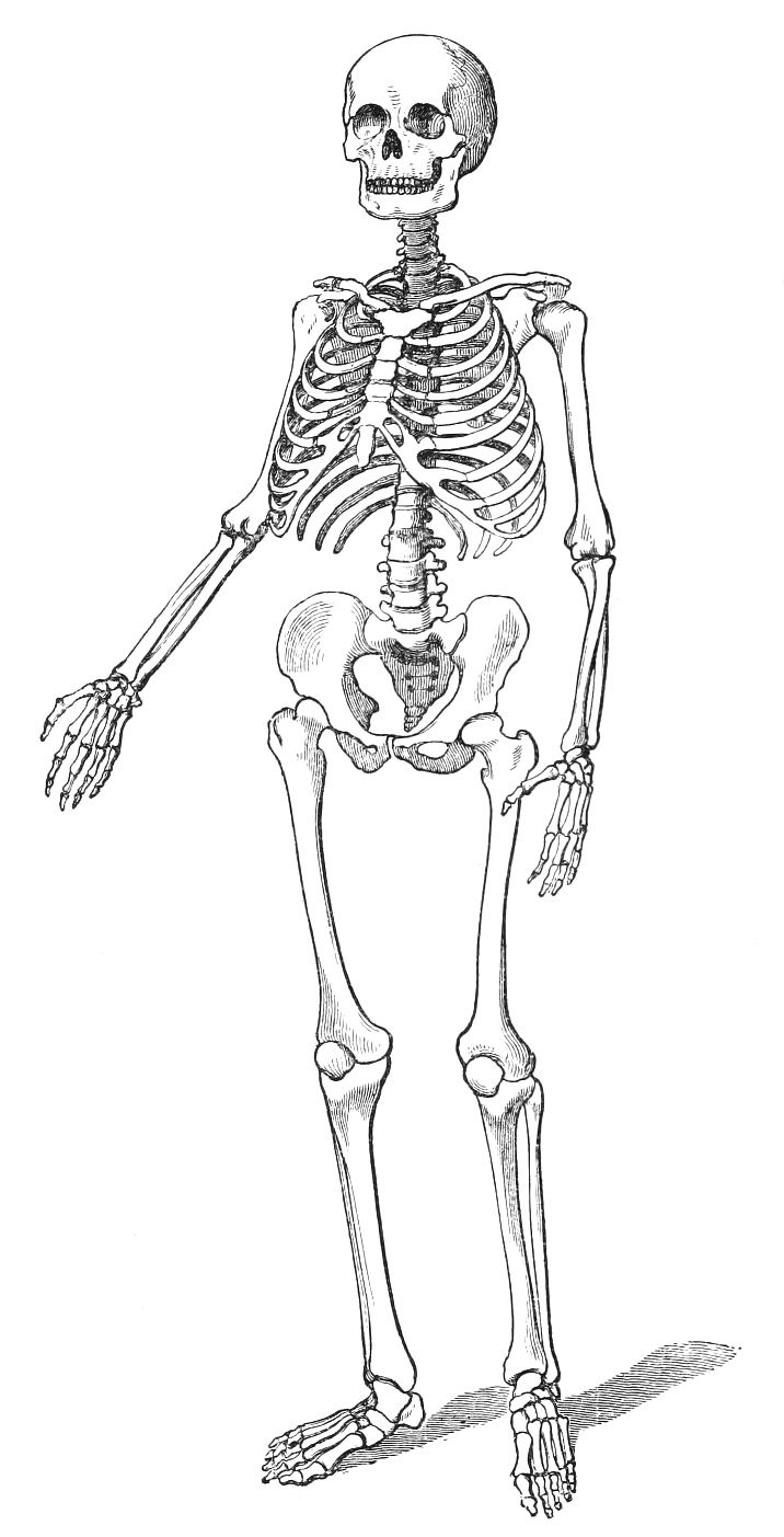 a drawing of a human skeleton with the lower body and upper limbs visible, in black and white