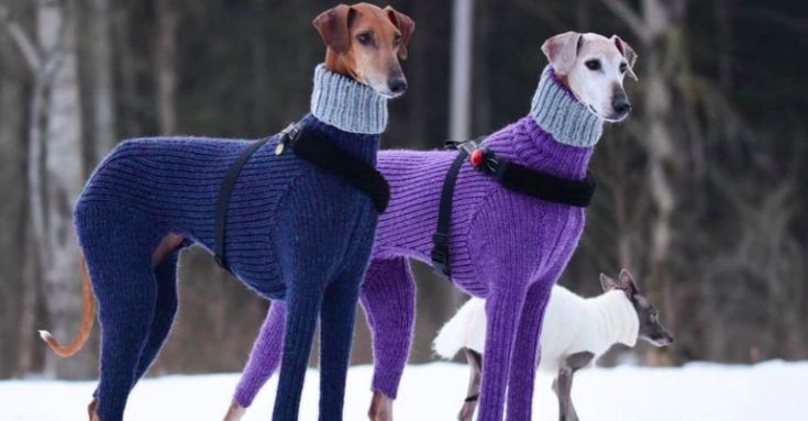 two dogs wearing sweaters standing in the snow