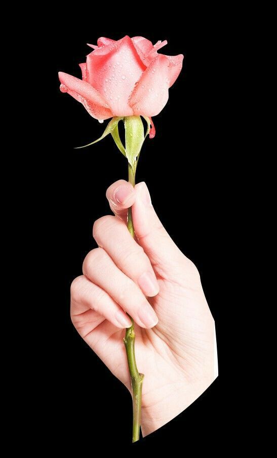 a person holding a pink rose in their hand