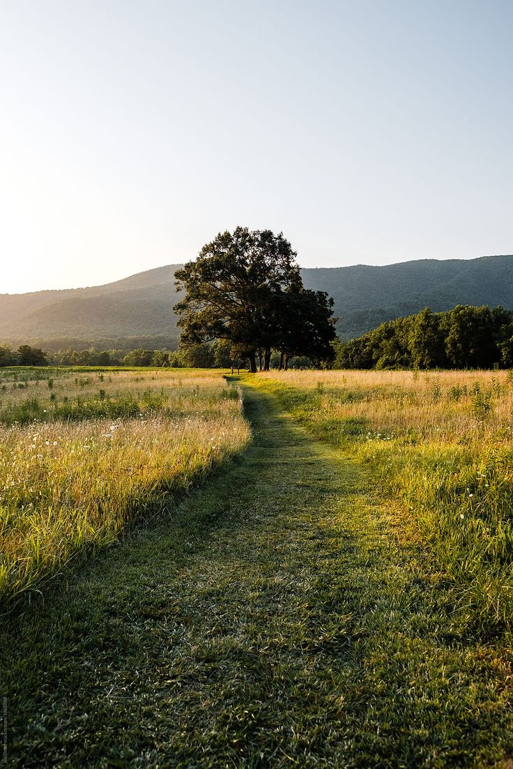 a grassy path in the middle of an open field with trees and mountains in the background