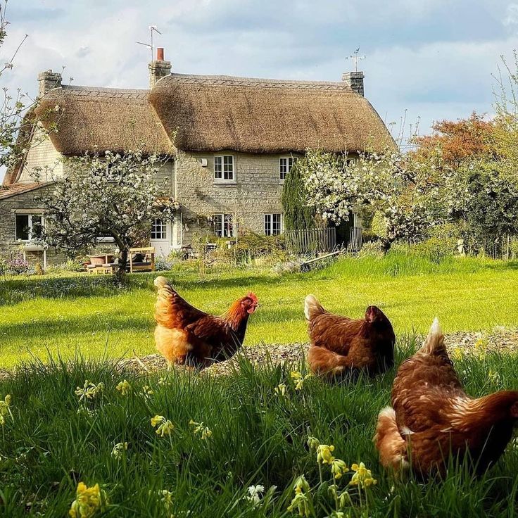 three chickens are in the grass near a house