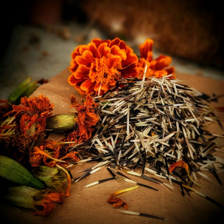 an assortment of dried flowers sitting on top of a piece of brown paper next to each other