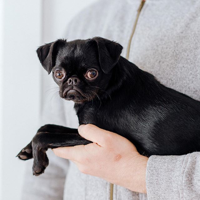 a person holding a small black dog in their arms and looking at the camera while wearing a gray sweater