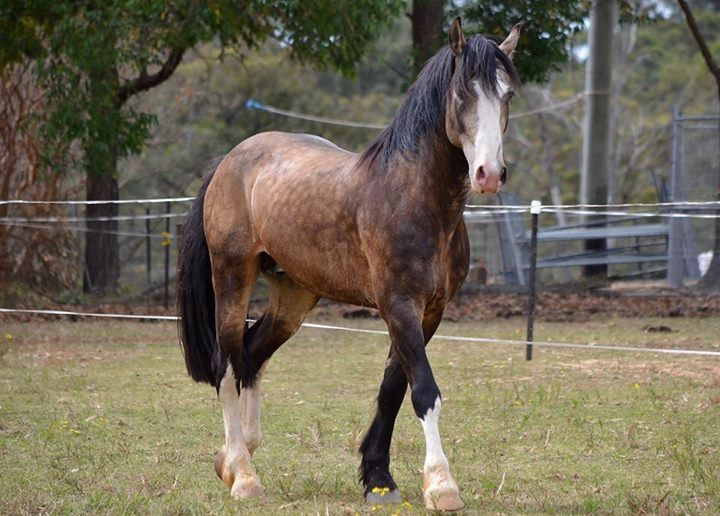 a brown and black horse standing on top of a grass covered field next to a fence