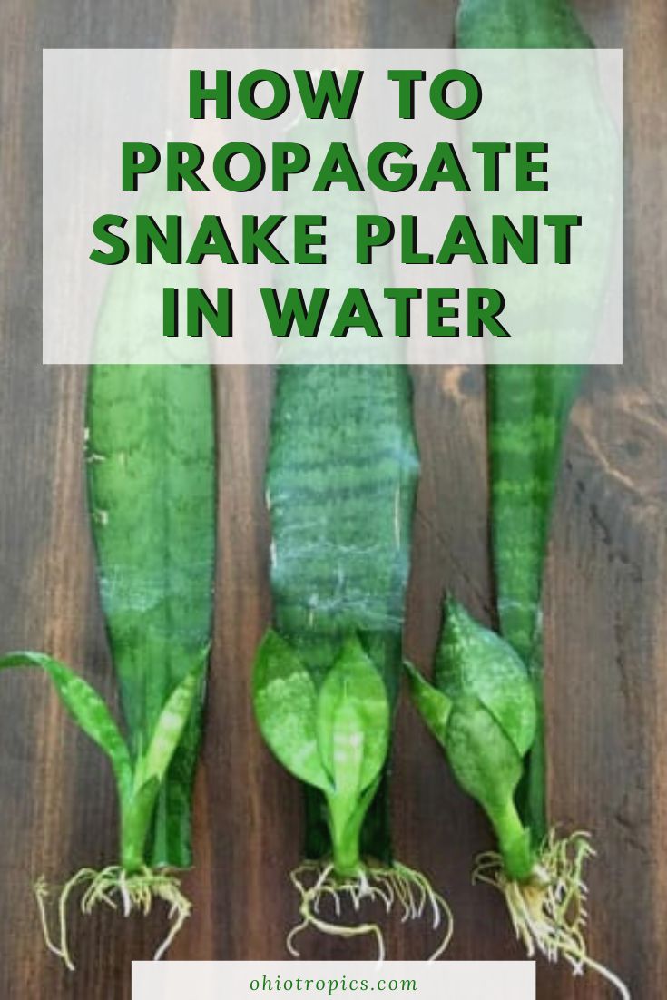 how to propagate snake plant in water