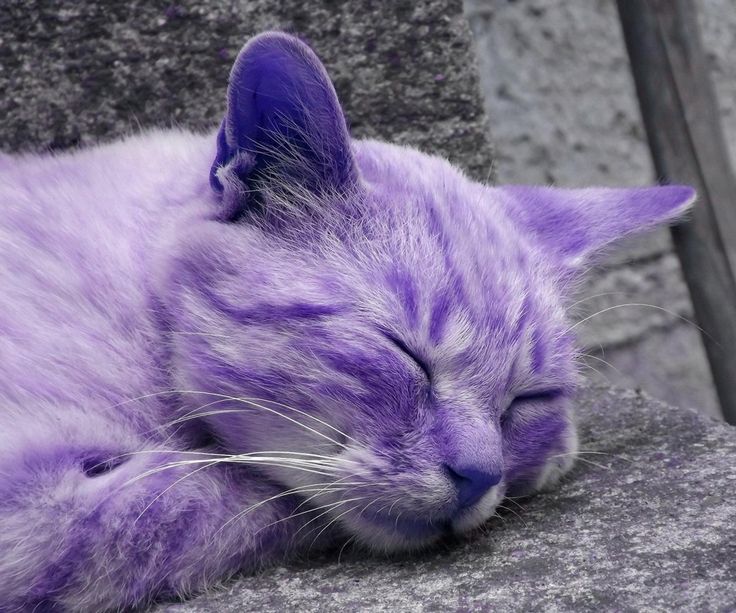 a close up of a cat sleeping on a rock