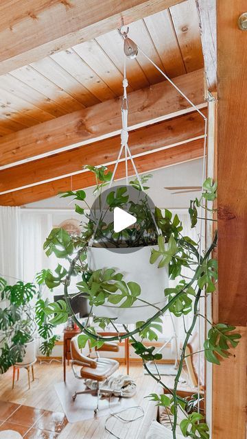 a living room filled with lots of plants on top of a wooden floor next to a window