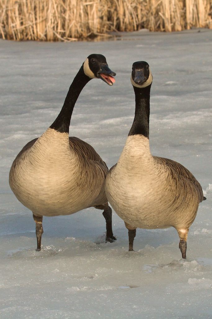 two geese are standing in the snow together