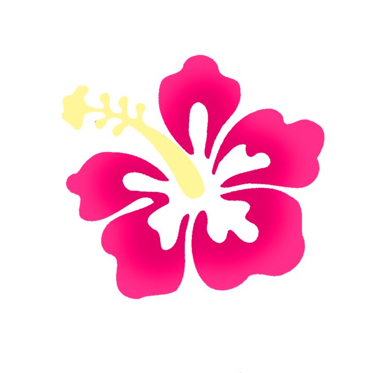 a pink and yellow flower on a white background