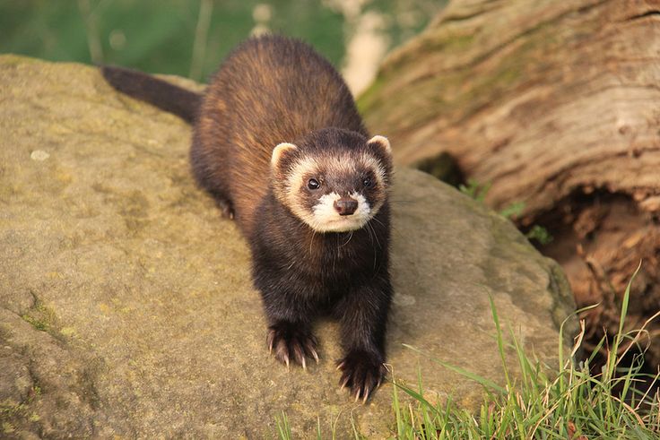 a ferret standing on top of a large rock