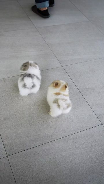 two small stuffed animals sitting on the ground