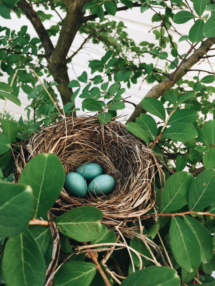 three blue eggs in a bird's nest on top of a tree with green leaves