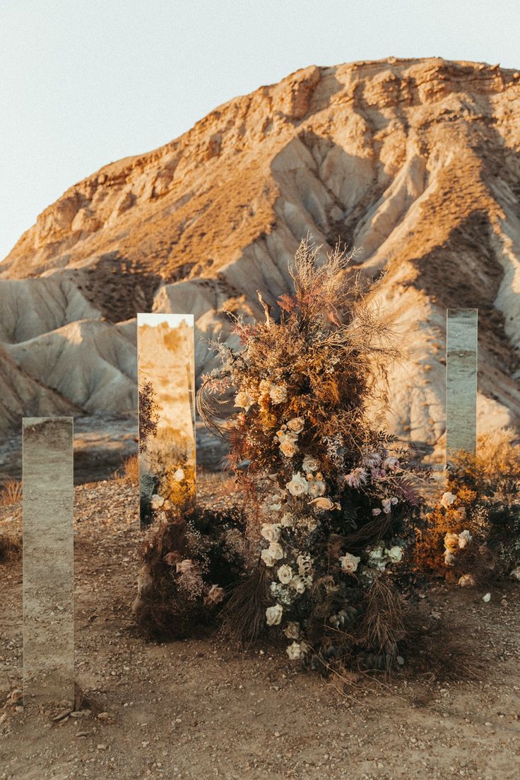 some flowers and rocks in the desert