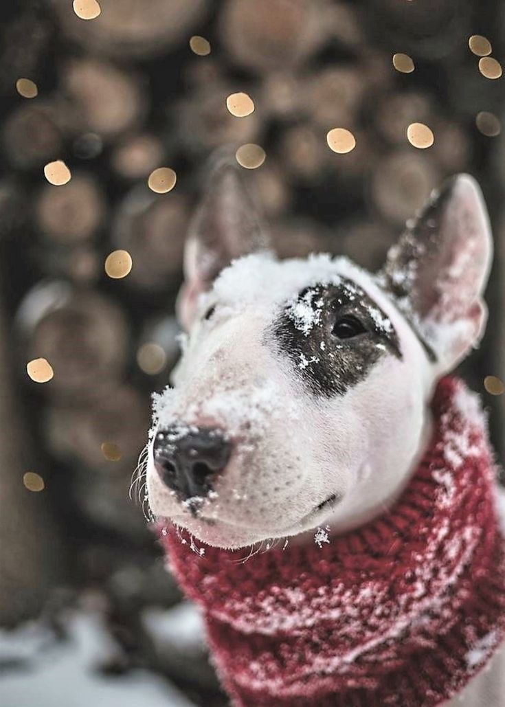 a white dog wearing a red scarf in front of a tree with christmas lights on it