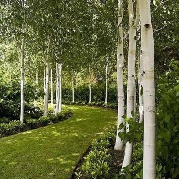 a row of trees in the middle of a lush green park