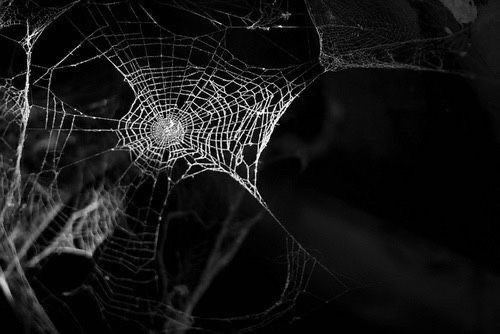 a spider's web is shown in black and white